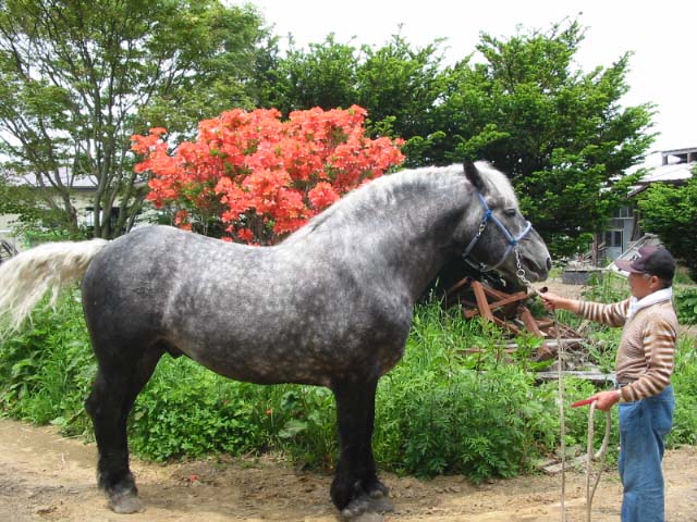 uma 012